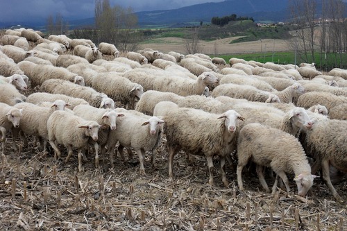 sheep-250389_960_720