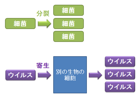 細菌とウイルス3~分裂と寄生
