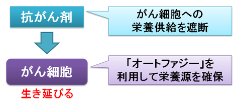 オートファジー~がん細胞が治療抵抗性を示す