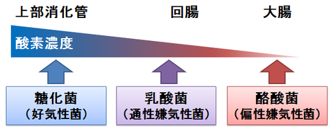 ビオスリー~酸素感受性の異なる菌