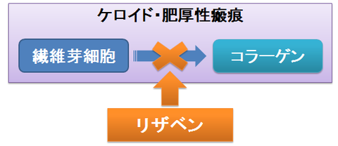 リザベンの作用~ケロイド、肥厚性瘢痕