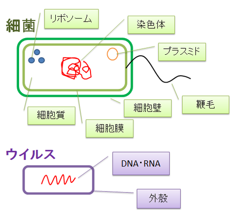 細菌とウイルス5~構造