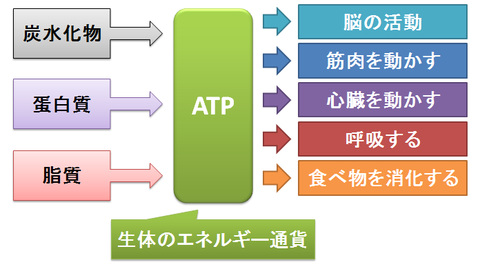 ATP~生体のエネルギー通貨
