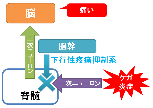 痛みの薬物治療 非がん性慢性疼痛に対する医療用麻薬の使用にあたり薬剤師が留意する