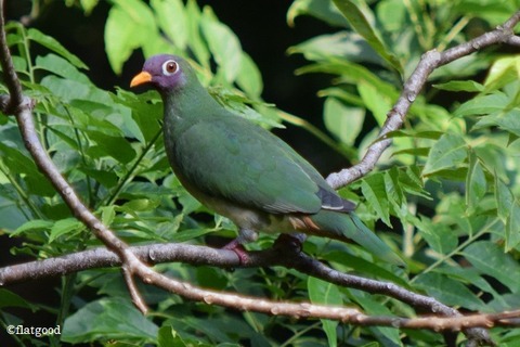 Jambu Fruit Dove 1