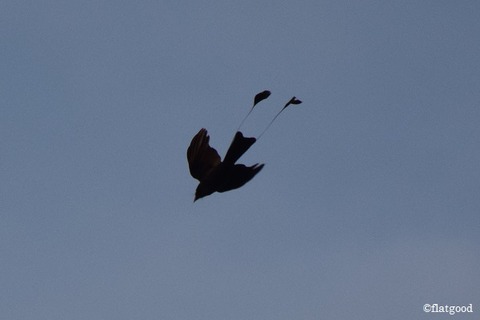 Greater Racket-tailed Drongo 2