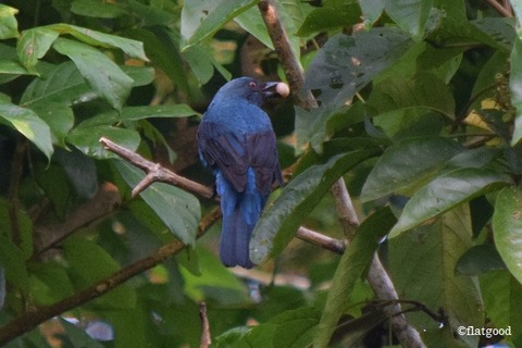 Female Asian Fairy Bluebird