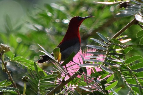 Crimson Sunbird_DFNP