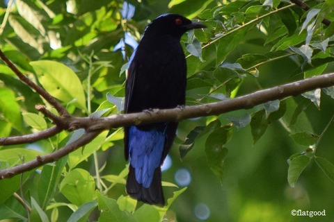 Asian Fairy Bluebird 2