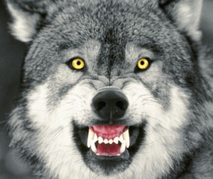 2491969-2491966-snarling_gray_006