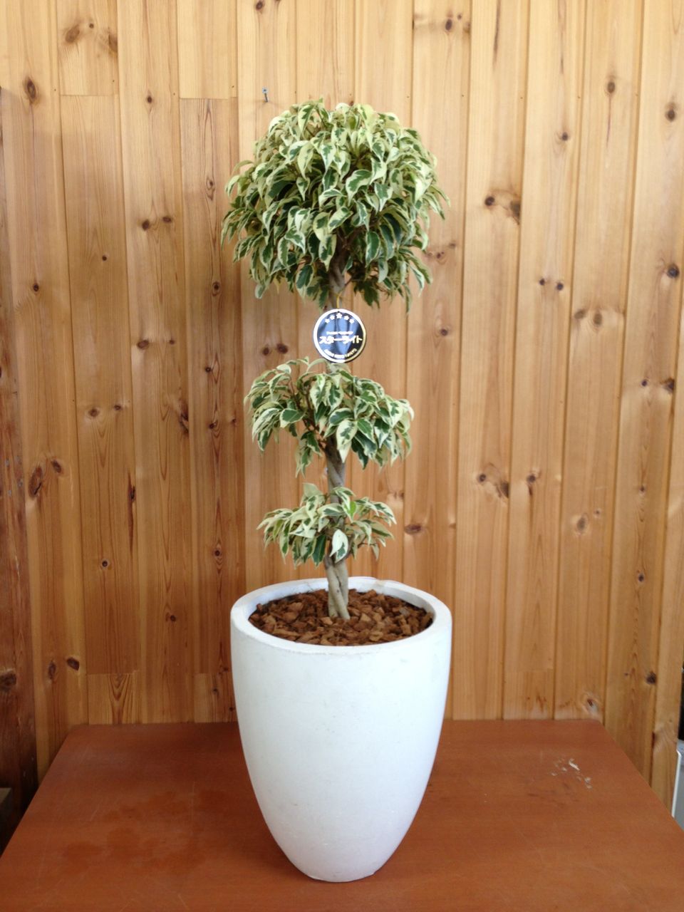 観葉植物のオリジナル商品、はじめました。 函館の花屋