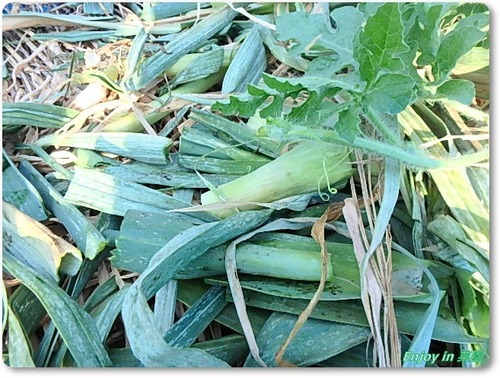 P6050108
