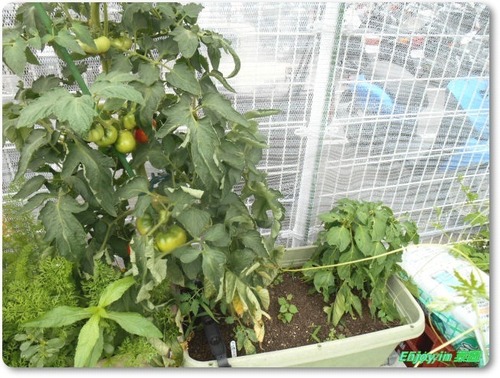 砂糖トマトはいつ食べられる 花壇の植替え Enjoy In 菜園