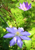 IMG_3794