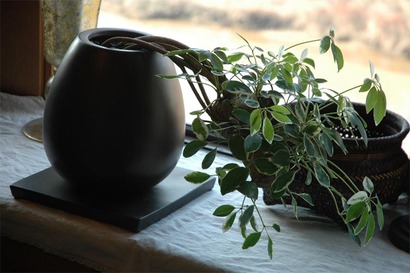Schefflera