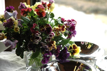 Pansy��frill