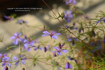 DSC_7017aaa
