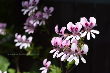 DSC_9072name