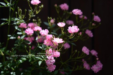 DSC_8469aaa