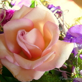 8291e714.jpg
