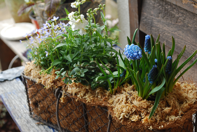 寄せ植えなどなど カラっと参ってもよろしおますか