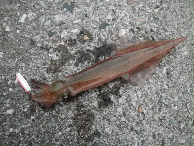 IMGP0258