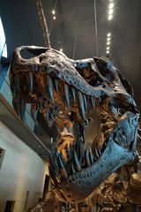 T-REX