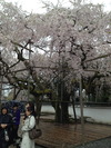 雨の醍醐寺枝垂れ桜
