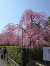 南禅寺裏野村美術館