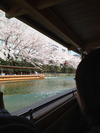 岡崎桜回廊十石舟