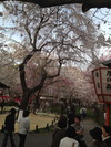 平野神社