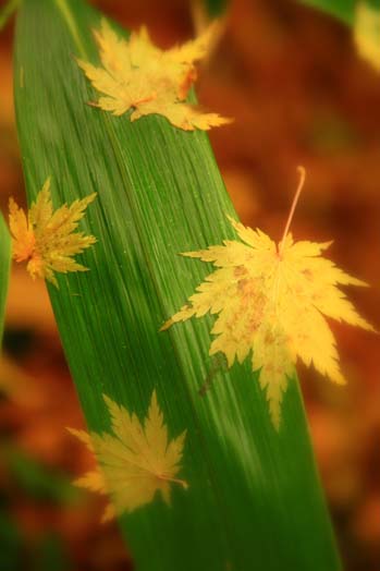 maple