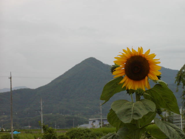 423f3392.jpg