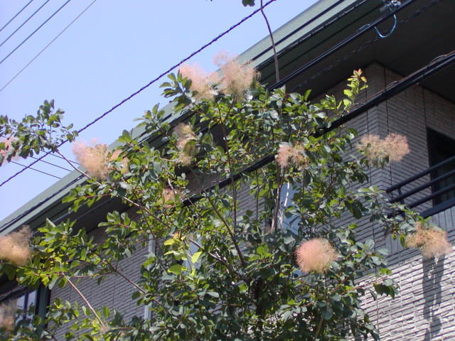 48cc1009.jpg