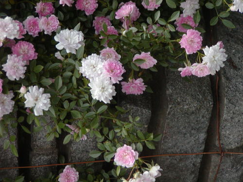 8995abc9.jpg