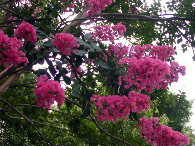 c8465083.jpg