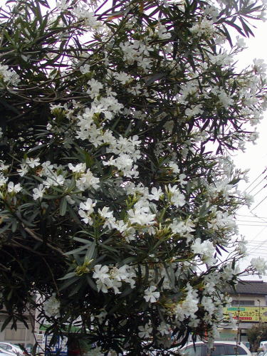 d3239b68.jpg