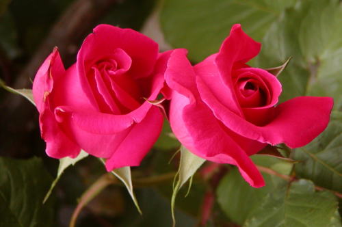 e9c79319.jpg