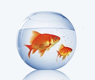 goldfish4