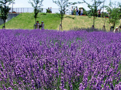 arakogawa-park