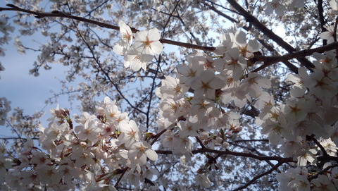 桜