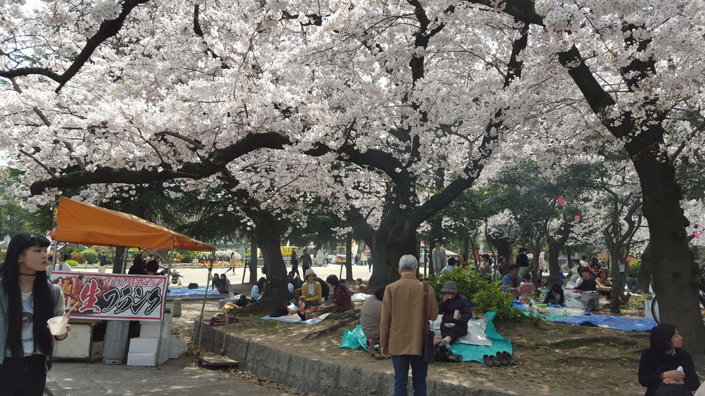花見