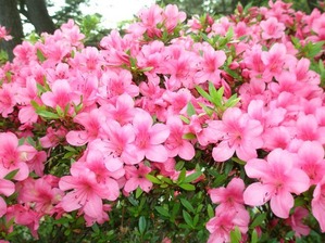 img418_file