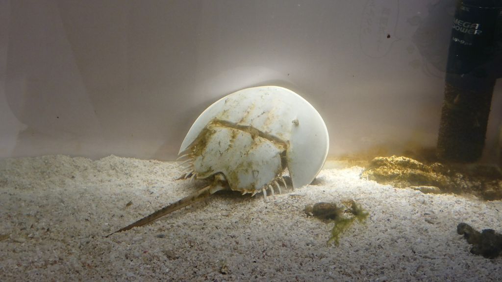 カブトガニ