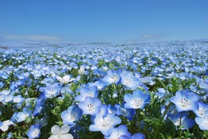 ネモフィラ(画像処理)