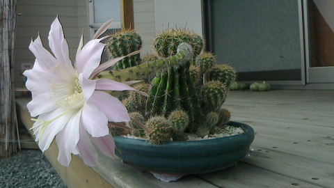 サボテンの花