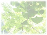 e-言の葉