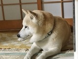 2017GWたご01