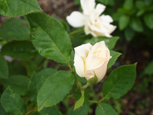 P1019626