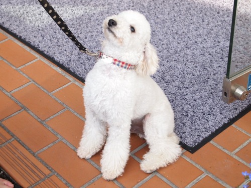 ふう